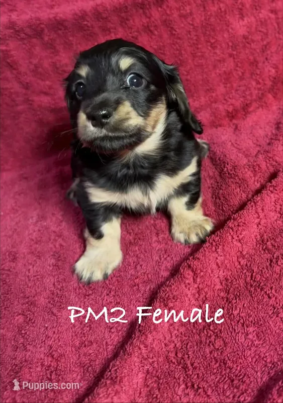 PM-2 Female
