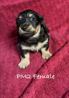 PM-2 Female, a female Miniature Dachshund for sale in Antlers, OK – Photo 3 of 10