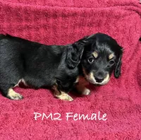 PM-2 Female, a female Miniature Dachshund for sale in Antlers, OK – Photo 5 of 10