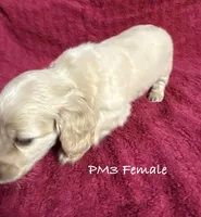 PM-3 Female, a female Miniature Dachshund for sale in Antlers, OK – Photo 3 of 10