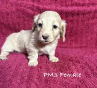 PM-3 Female, a female Miniature Dachshund for sale in Antlers, OK – Photo 1 of 10