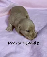 PM-3 Female, a female Miniature Dachshund for sale in Antlers, OK – Photo 7 of 10