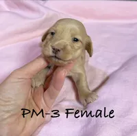 PM-3 Female, a female Miniature Dachshund for sale in Antlers, OK – Photo 6 of 10