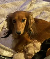 PM-3 Female, a female Miniature Dachshund for sale in Antlers, OK – Photo 9 of 10