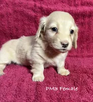 PM-3 Female, a female Miniature Dachshund for sale in Antlers, OK – Photo 2 of 10