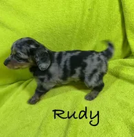 Rudy, a male Miniature Dachshund for sale in Antlers, OK – Photo 5 of 7