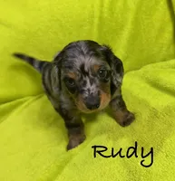 Rudy, a male Miniature Dachshund for sale in Antlers, OK – Photo 2 of 7