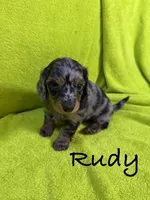 Rudy, a male Miniature Dachshund for sale in Antlers, OK – Photo 3 of 7