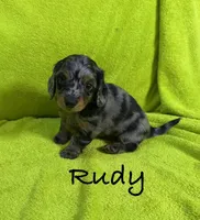 Rudy, a male Miniature Dachshund for sale in Antlers, OK – Photo 7 of 7