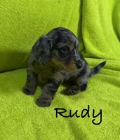 Rudy, a male Miniature Dachshund for sale in Antlers, OK – Photo 4 of 7