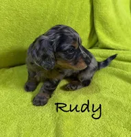 Rudy, a male Miniature Dachshund for sale in Antlers, OK – Photo 6 of 7
