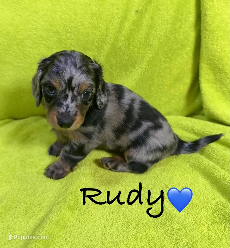 Rudy – Miniature Dachshund puppy for sale in Antlers, OK