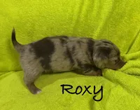 Roxy, a female Miniature Dachshund for sale in Antlers, OK – Photo 5 of 5