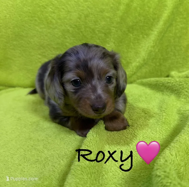 Roxy – Miniature Dachshund puppy for sale in Antlers, OK