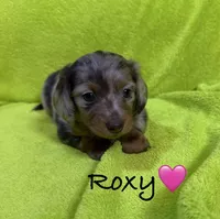 Roxy, a female Miniature Dachshund for sale in Antlers, OK – Photo 1 of 5