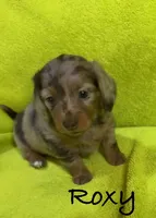 Roxy, a female Miniature Dachshund for sale in Antlers, OK – Photo 4 of 5