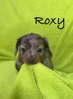 Roxy, a female Miniature Dachshund for sale in Antlers, OK – Photo 2 of 5