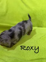 Roxy, a female Miniature Dachshund for sale in Antlers, OK – Photo 3 of 5