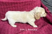 PM-1 Female, a female Miniature Dachshund for sale in Antlers, OK – Photo 4 of 9