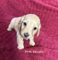 PM-1 Female, a female Miniature Dachshund for sale in Antlers, OK – Photo 1 of 9