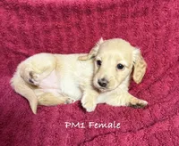 PM-1 Female, a female Miniature Dachshund for sale in Antlers, OK – Photo 3 of 9