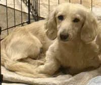 PM-1 Female, a female Miniature Dachshund for sale in Antlers, OK – Photo 9 of 9