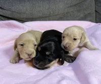 PM-1 Female, a female Miniature Dachshund for sale in Antlers, OK – Photo 7 of 9