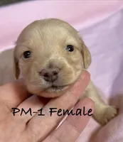 PM-1 Female, a female Miniature Dachshund for sale in Antlers, OK – Photo 5 of 9