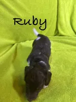 Ruby, a female Miniature Dachshund for sale in Antlers, OK – Photo 4 of 5