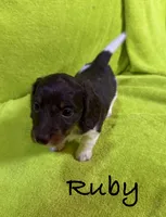 Ruby, a female Miniature Dachshund for sale in Antlers, OK – Photo 3 of 5
