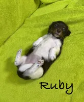 Ruby, a female Miniature Dachshund for sale in Antlers, OK – Photo 5 of 5