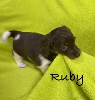 Ruby, a female Miniature Dachshund for sale in Antlers, OK – Photo 2 of 5