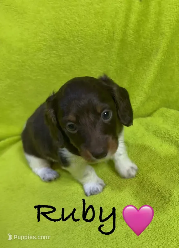 Ruby – Miniature Dachshund puppy for sale in Antlers, OK
