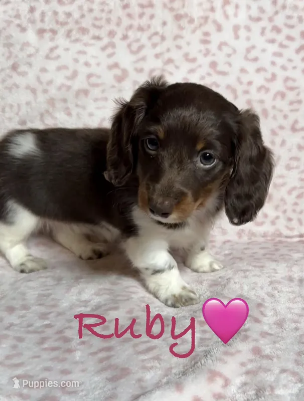 Ruby – Miniature Dachshund puppy for sale in Antlers, OK