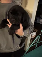 Bear, a female Cane Corso for sale in Columbus, MS – Photo 1 of 3