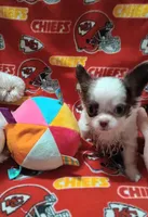Waffles B, a male Chihuahua for sale in Milledgeville, GA – 3 of 8