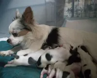Waffles , a male Chihuahua for sale in Milledgeville, GA – 5 of 5