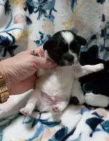 Heart, a male Chihuahua for sale in Milledgeville, GA – 2 of 5