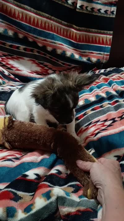Rocket, a male Chihuahua for sale in Milledgeville, GA – 3 of 3