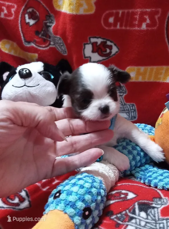 Benny – Chihuahua puppy for sale in Milledgeville, GA