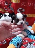 Benny, a male Chihuahua for sale in Milledgeville, GA – 1 of 5