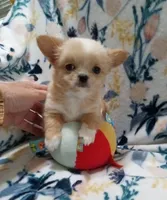 Bam Bam, a male Chihuahua for sale in Milledgeville, GA – 4 of 8