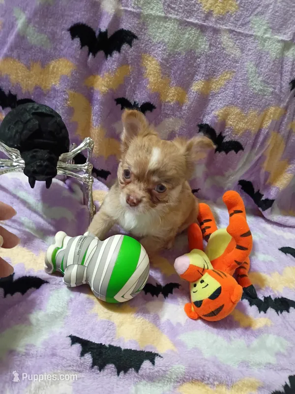 Little Joe  – Chihuahua puppy for sale in Milledgeville, GA