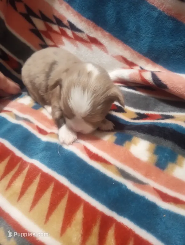 Blaze – Chihuahua puppy for sale in Milledgeville, GA