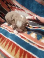 Blaze, a male Chihuahua for sale in Milledgeville, GA – 1 of 6