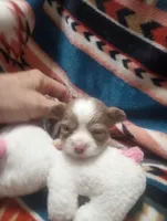 Blaze, a male Chihuahua for sale in Milledgeville, GA – 3 of 6
