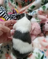 Mindy B , a female Chihuahua for sale in Milledgeville, GA – 3 of 5