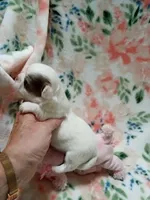 Luna B, a female Chihuahua for sale in Milledgeville, GA – 2 of 6