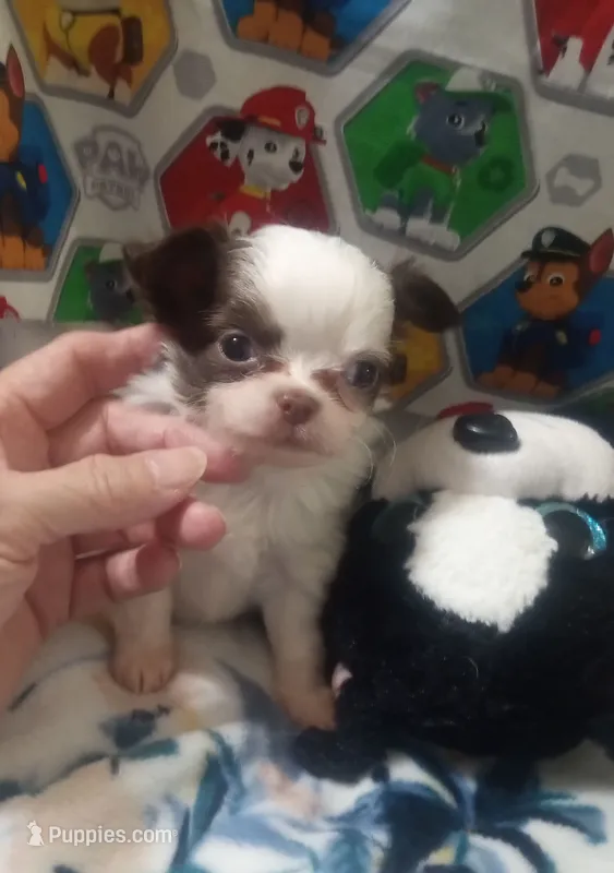 Waffles B – Chihuahua puppy for sale in Milledgeville, GA
