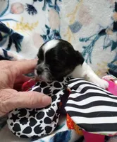 Heart, a male Chihuahua for sale in Milledgeville, GA – 3 of 5